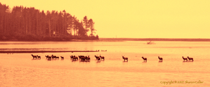 Elk at Patrick's Point