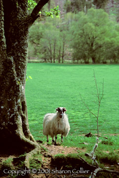 Scottish Sheep