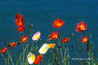 Iceland Poppies at Montreaux