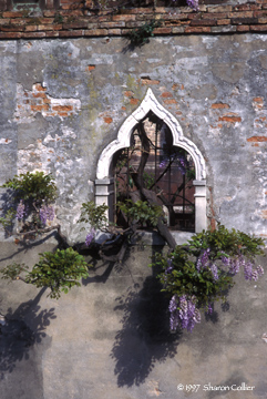 Ancient Wisteria of Venezia