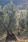 Olive Grove of Tuscany