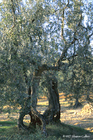 Ancient Olive Trees