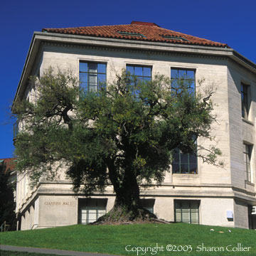 Ancient Olive Tree - Giannini