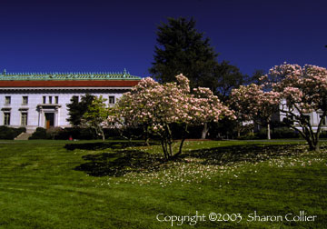 Springtime at UC Berkeley