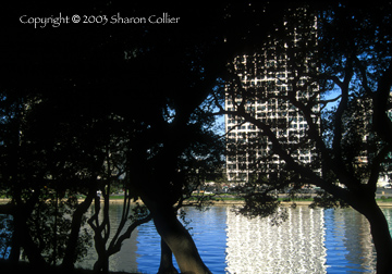 Oak Trees at Lake Merritt