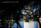 Oak Trees at Lake Merritt