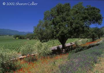 Springtime on the Silverado Trail