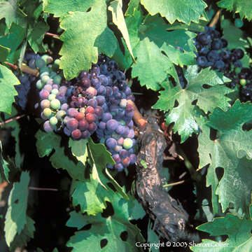 Colorful Summertime Grapes