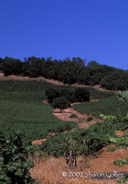 Monte Rosso Vineyards