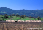 Spring Blossoms in Napa Valley