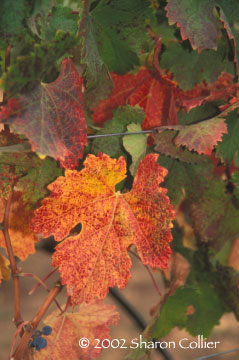 Autumn Grapeleaves