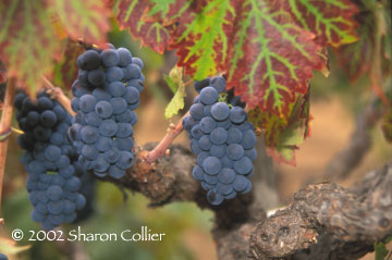 Grape Bunches at Harvest