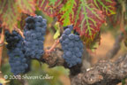 Grape Bunches at Harvest