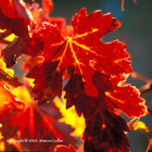 Winter Grape Leaves