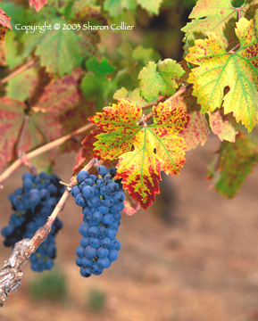 Petite Sirah at Picking Time