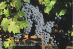 Niebaum-Coppola Vines