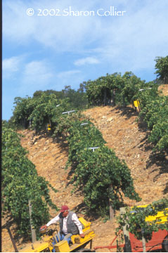 Harvest Time on the Mountain