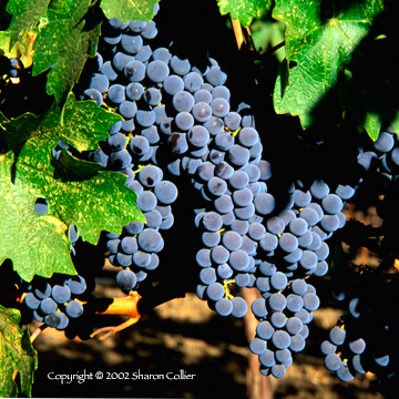 Grapes at Niebaum-Coppola