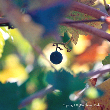 The Lone Grape