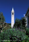 Campanile in Springtime