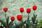 Monet's Tulips at Giverny