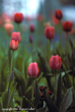 Springtime Tulips of Paris