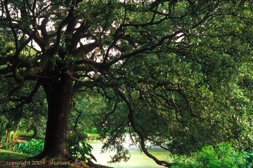 Ancient Oak Tree of New Orleans