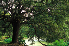 Ancient Oak Tree of New Orleans