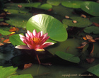 Water Lily at Oak Alley