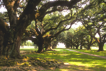 Oak Trees of Oak Alley