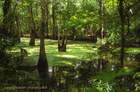 Swamp of New Orleans