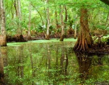 Gnarled Cypress Trees of the Swamp