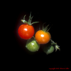 Cherry Tomatoes