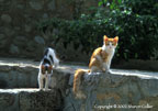 Greek Cats