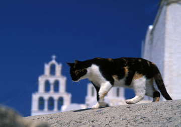 Cat On a Hot Stone Rooftop   