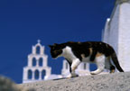 Cat On a Hot Stone Rooftop   