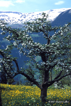 Springtime in Grindelwald