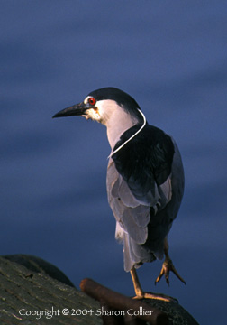 Black-crowned Night-Heron