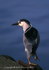 Black-crowned Night-Heron