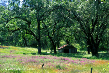 Pope Valley in Springtime