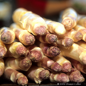 White Asparagus