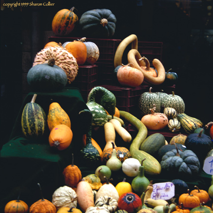 Harvest Squash in Burgundy