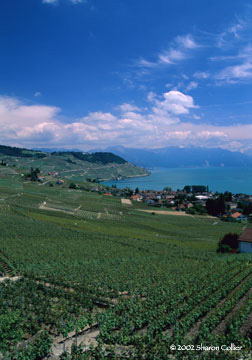 Lake Geneva