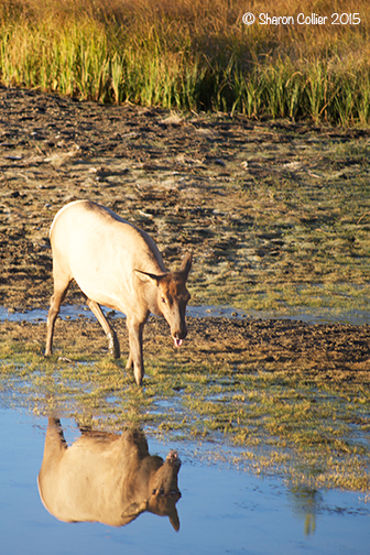 Reflection of Elk at Yellowstone River