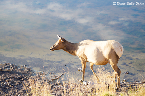 Pregnant Elk at Yellowstone River