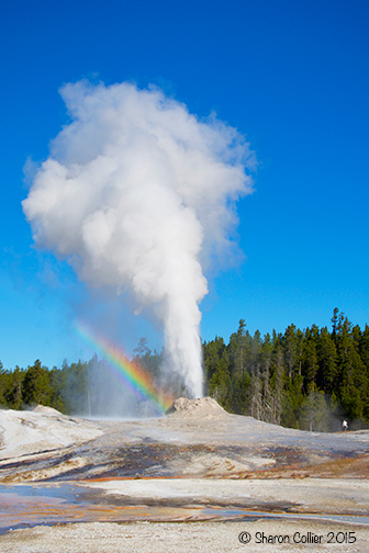 Rainbow at Lion Geyser - Yellowstone