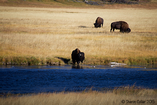 Bison Grazing in Yellowstone