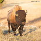 Bison at Yellowstone