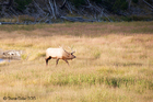 Elk on the Hunt at Yellowstone