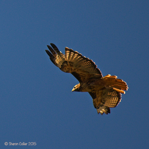 Red-tailed Hawk